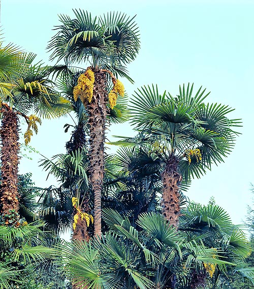 Trachycarpus fortunei © Giuseppe Mazza