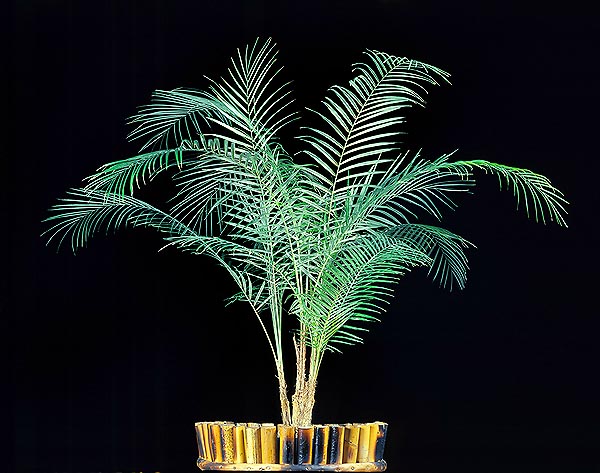 C'est un palmier pour l'intérieur qui peut atteindre 5 m de haut dans la nature © Giuseppe Mazza