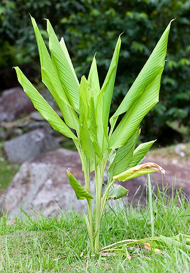 Zingiber officinale © Giuseppe Mazza