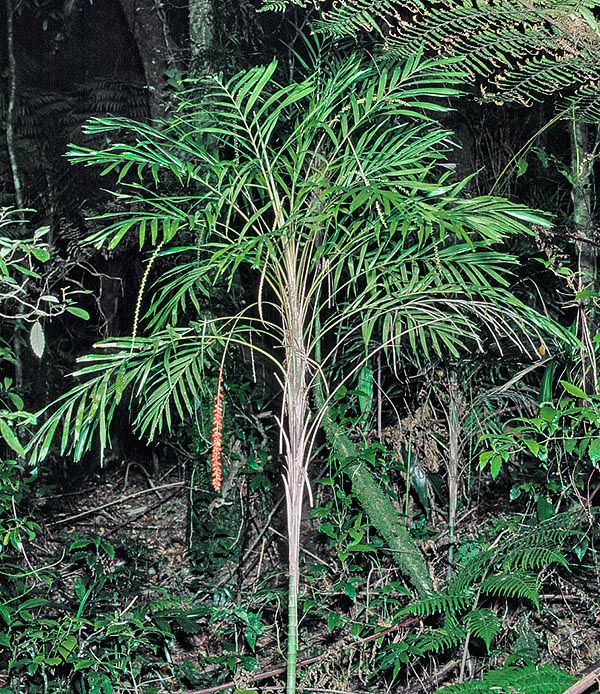 A Linospadix monostachyos photographed in Australia in its habitat © Giuseppe Mazza