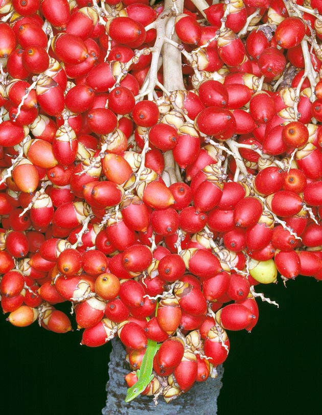 The fruits, here with a green Anolis below, ripe by Christmas, hence the vulgar name of Christmas Palm © Giuseppe Mazza