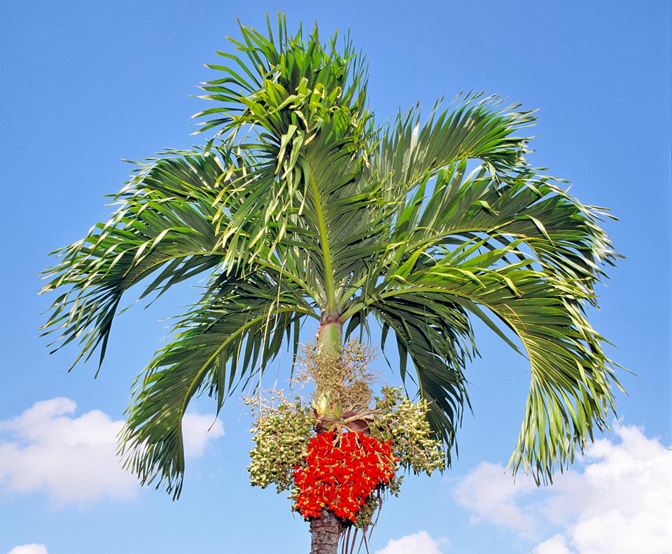 With its flaming fruits and elegant compact foliage, Filipino Adonidia merrillii gets its name from the mythological Adonis, known for his beauty © Giuseppe Mazza