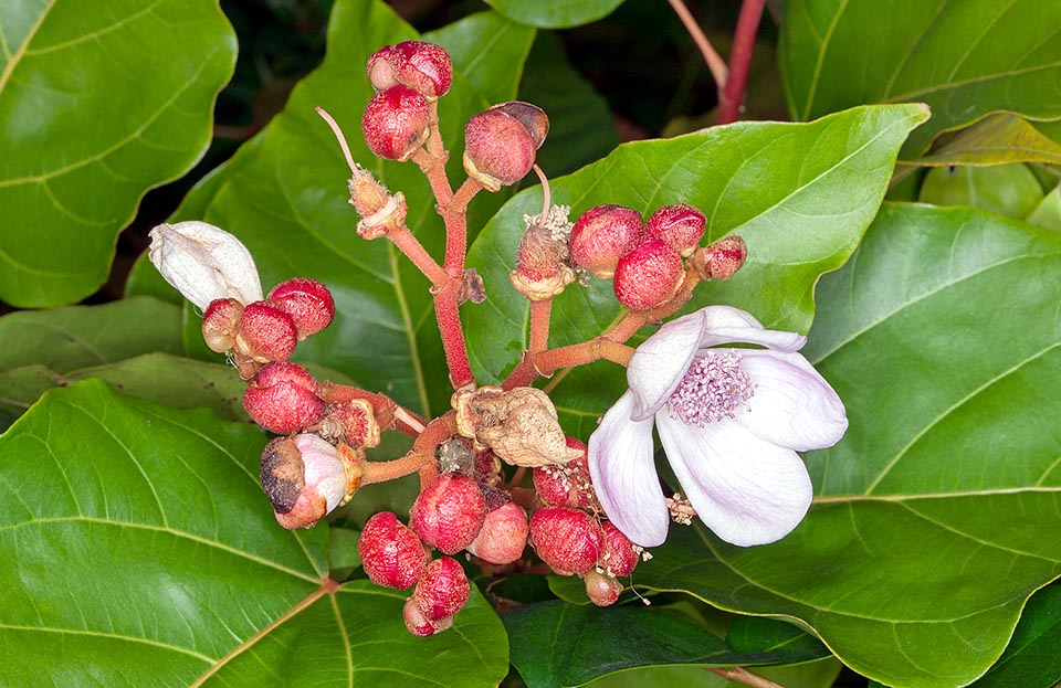 Bixa orellana est un arbuste ou un arbre sempervirent d'Amérique tropicale aux nombreuses fleurs blanches ou rose mauve de 6 cm © Giuseppe Mazza