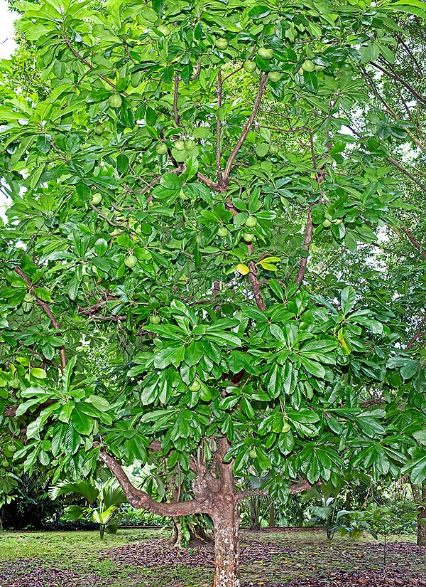 Presente en India, China y el Sudeste Asiático, la Dillenia indica alcanza los 25 m de altura © G. Mazza