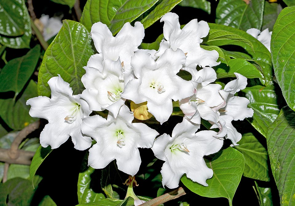 Vigoureuse plante grimpante de l'Asie du Sud-Est, Beaumontia grandiflora est fréquente dans les jardins tropicaux avec ses corolles voyantes de 12 cm de diamètre © Giuseppe Mazza