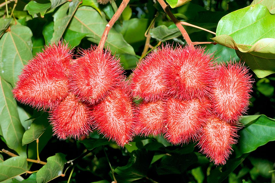 Es famosa por sus frutos espinosos, de color rojo vivo, muy decorativos, y por un colorante, el achiote, obtenido de las semillas y usado en cosmética y alimentación © Giuseppe Mazza