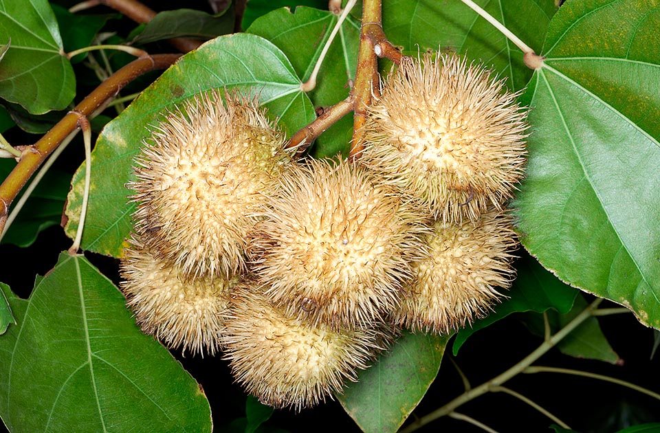 Interesting horticultural form with yellowish fruits. All plant parts are variously utilized by natives in the traditional medicine © Giuseppe Mazza