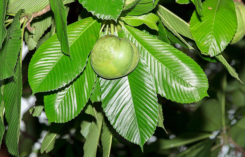 Arbre touffu et ornemental aux fleurs parfumées, fréquent dans les jardins tropicaux. Les feuilles, l'écorce et les fruits ont des vertus médicinales © Giuseppe Mazza