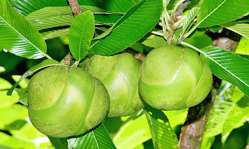 Los frutos, de agradable sabor acídulo, alcanzan incluso los 15 cm de diámetro. Derivan del engrosamiento de 15-20 ovarios con sépalos carnosos persistentes © G. Mazza