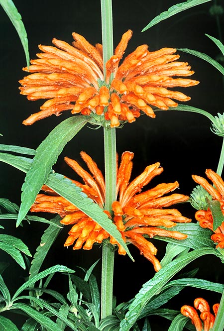 Nice and easy to grow, the Leonotis leonurus has also medicinal virtues © Mazza