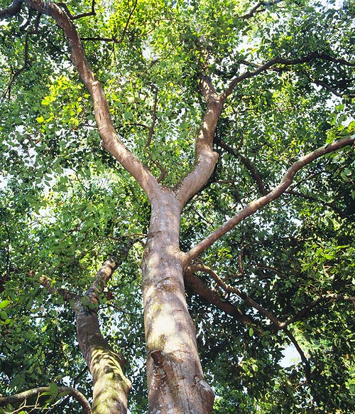 Le Cinnamomum verum peut atteindre 20 m de haut © Giuseppe Mazza
