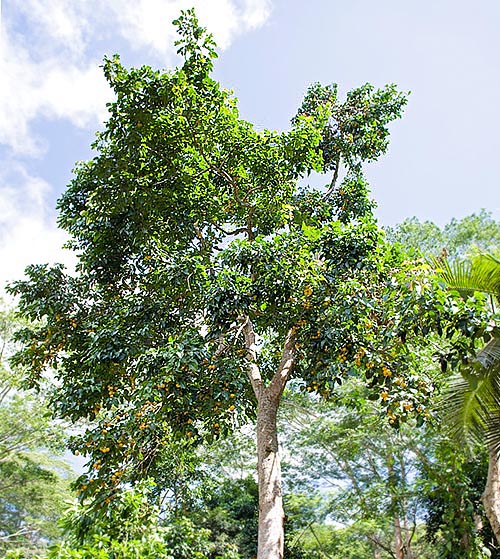 Le Sandoricum koetjape est un arbre haut jusqu'à 30 m de l'Asie tropicale © G. Mazza