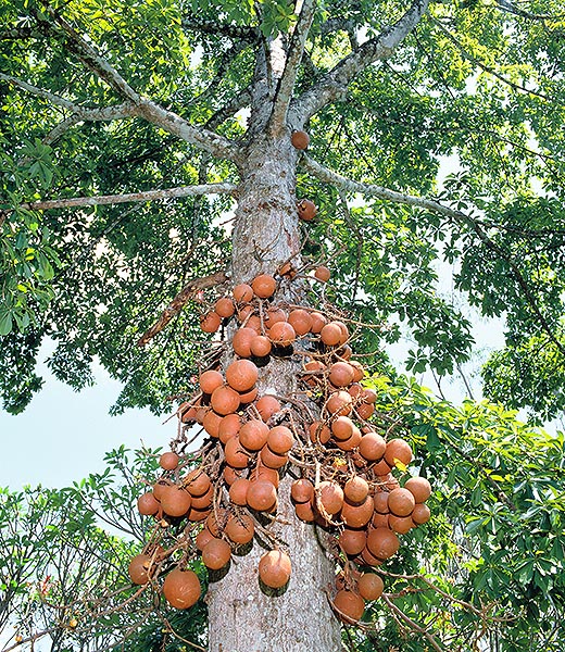 El árbol de las balas de cañón (Coroupita guianensis) alcanza los 30 m © Giuseppe Mazza