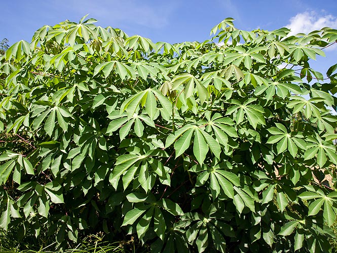 The Manihot esculenta is a tropical shrub with tuberous edible roots © Giuseppe Mazza