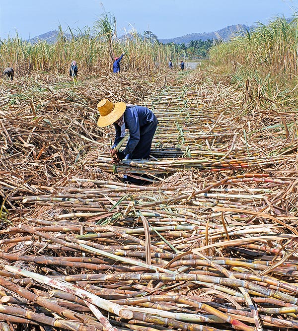 The sugarcane (Saccharum officinarum) is cultivated since remote times © Giuseppe Mazza