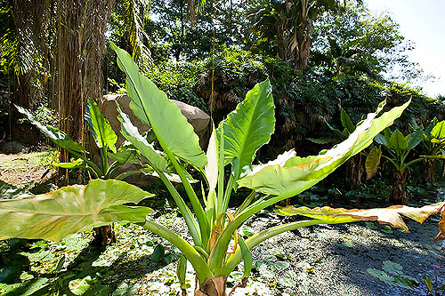 Rhizomatous, aquatic, herbaceous and imposing plant, reaches 3 m of height © G. Mazza