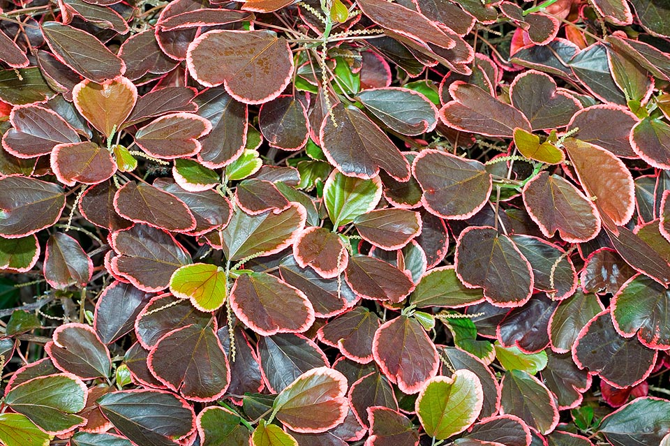 Acalypha wilkesiana ’Obovata’ est une variété arbustive à feuilles persistantes de 3 m, cultivé dans les jardins tropicaux et subtropicaux pour son feuillage coloré © Giuseppe Mazza