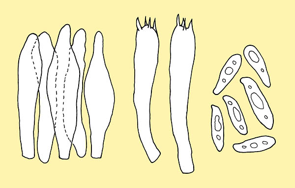 Boletus pinophilus cystidia, basidia and spores © Pierluigi Angeli