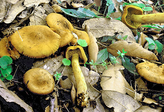 Little known fungus with suspect edibility © Bruno Gasparini