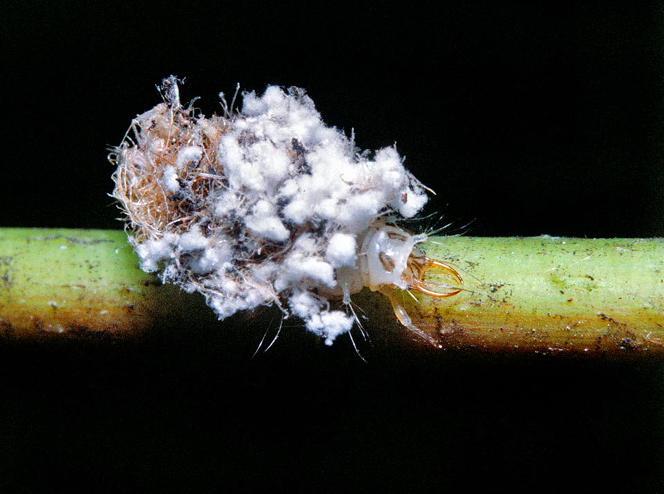 The prey is seized with the forceps formed by the long mandibles and sucked after having injected digestive secretions that liquefy the tissues allowing their suction