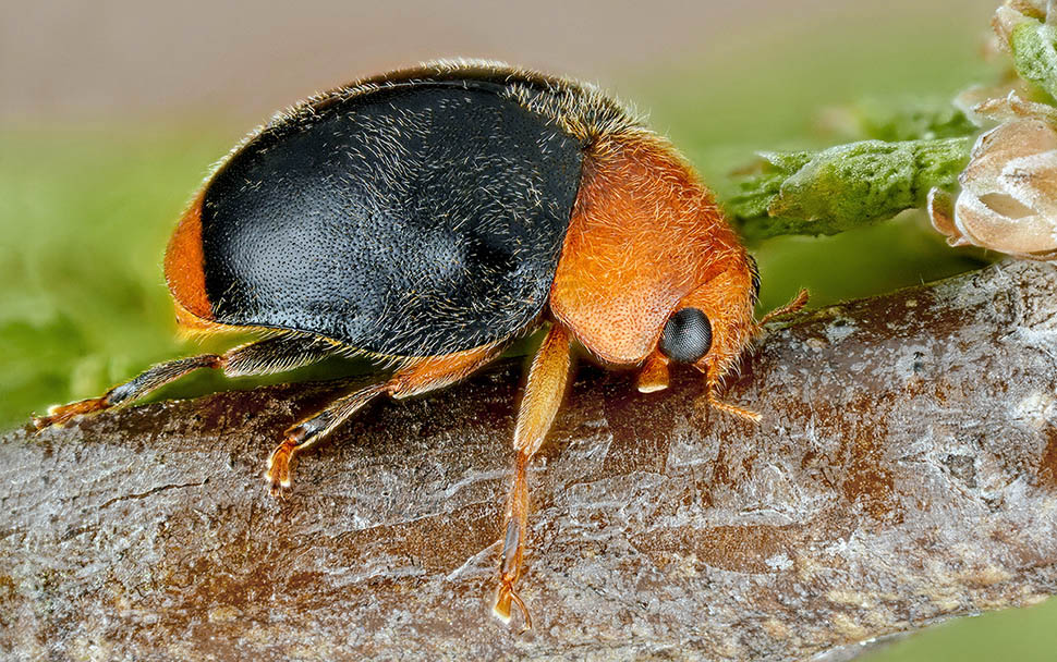 Cryptolaemus montrouzieri est un coléoptère apparenté aux coccinelles, long d'un peu plus d'un demi-centimètre. Natif d'Australie, de Nouvelle-Zélande et d'Indonésie, on l’emploie en lutte biologique contre les cochenilles des agrumes. Son corps globulaire n'offre pas de prise aux fourmis, qui défendent ces dernières pour leur miellat 