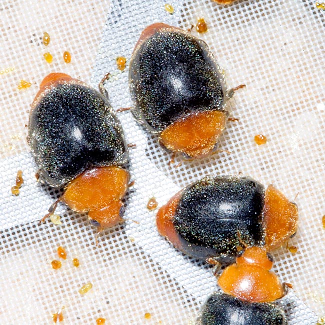 Cryptolaemus montrouzieri, Coccinellidae Cryptolaemus montrouzieri, Coccinellidae