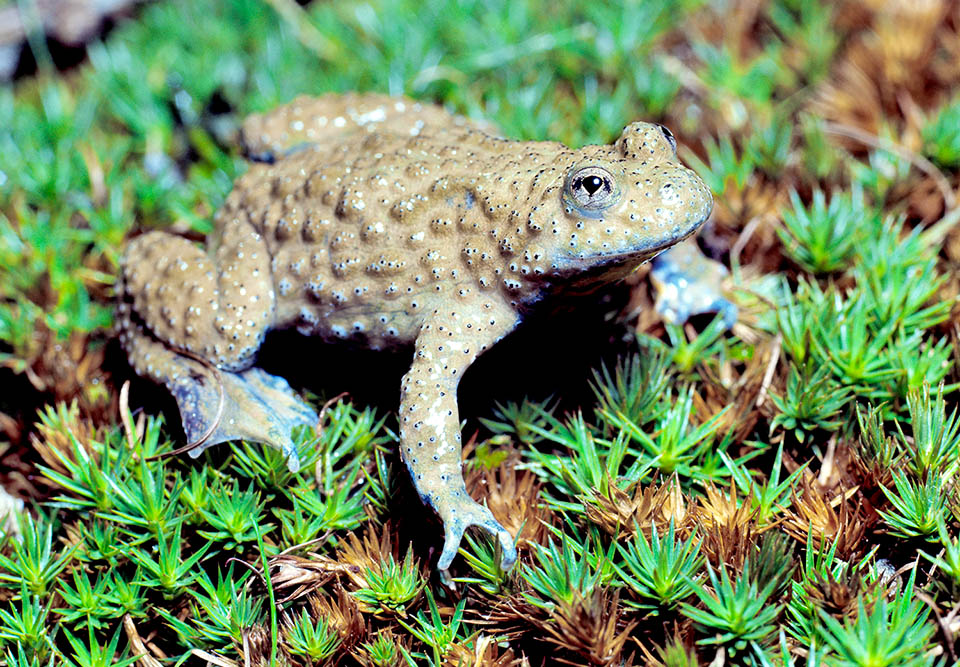 Bombina variegata, Ululone dal ventre giallo,Bombinatoridae