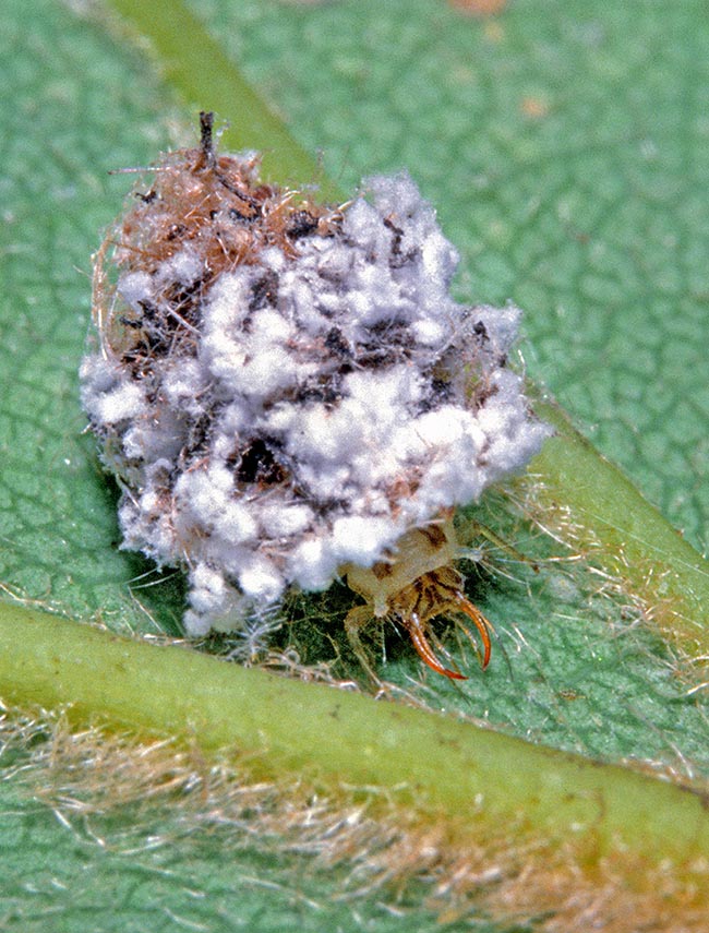 The remains of the victims and the waxy ovisacs are then placed by the larva to protect the body to camouflage among the preys and escape attention of the ants protecting actively their cochineals producers of honeydew 