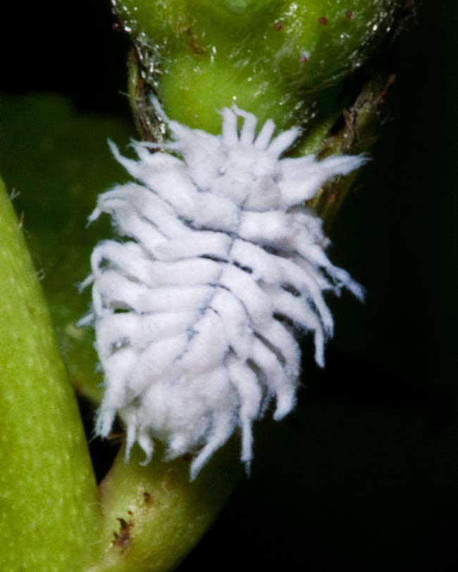 La larve, plus vorace que les adultes, atteint deux centimètres. Elle se défend des attaques des fourmis en se camouflant parmi les cochenilles farineuses au moyen de longs flocons blancs sur son dos qui la font ressembler à sa proie 