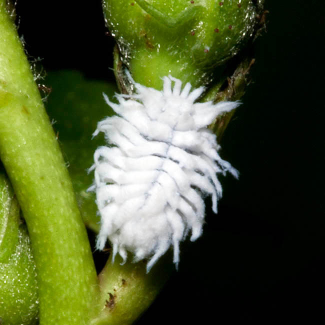 Larve de Cryptolaemus montrouzieri , Coccinellidae Larve de Cryptolaemus montrouzieri , Coccinellidae