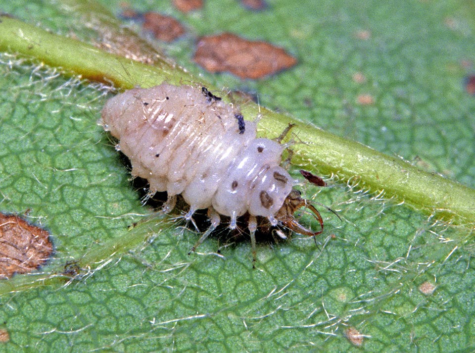 Una larva nuda in cerca di prede. Come gli adulti è un’accanita divoratrice di cocciniglie cotonose: specie che infestano i faggi, e numerose piante ornamentali o da frutto