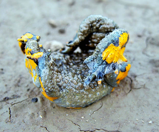 Bombina variegata, Ululone dal ventre giallo,Bombinatoridae