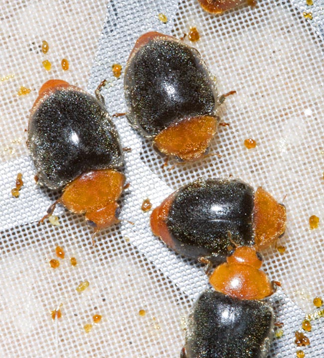 Les adultes nés en insectariums y sont placés dans des récipients appropriés contenant des gouttelettes de miel, transférés au champ le plus rapidement possible en sacs isothermes, et relâchés sur les plantes infestées 