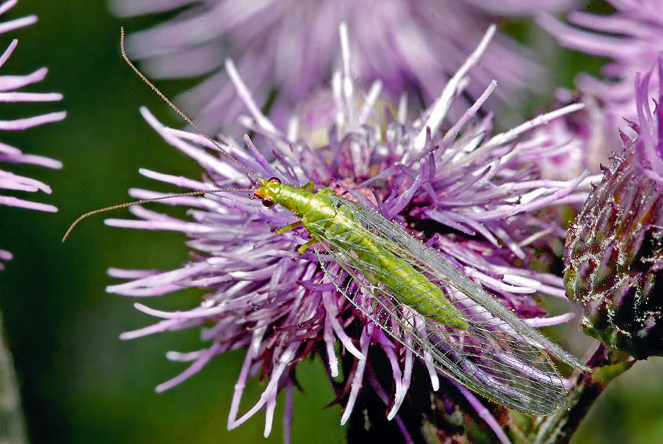 Chrysotropia ciliate is a Neuropter present in west and central Europe, in Middle East and in central-eastern Asia 