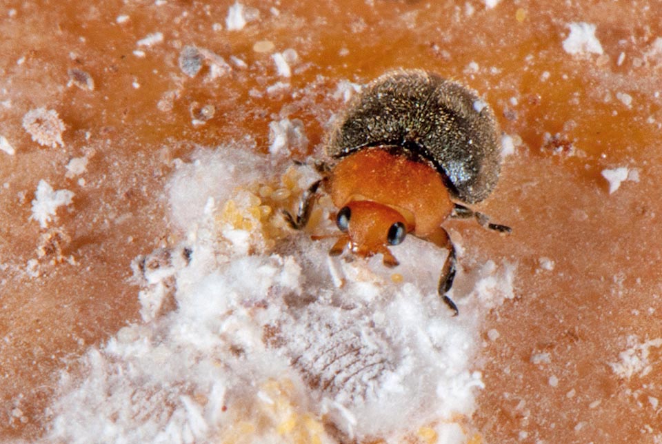 Adulte à côté d'une Cochenille des agrumes (Planococcus citri). Il se nourrit de ses oeufs, à gauche, ou, en leur absence, des néanides 