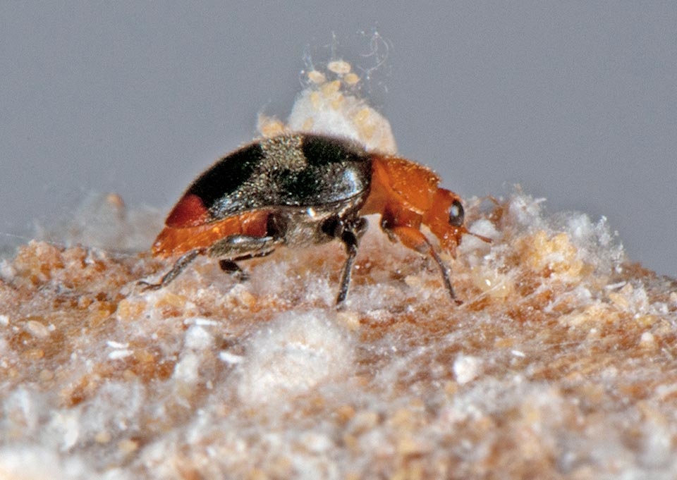 Les ovisacs des cochenilles sont disloqués et les néanides néonates tentent d’échapper au prédateur en s’en éloignant 