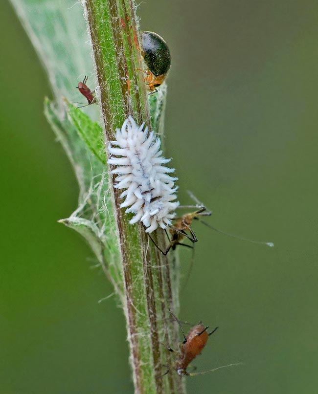 La Coccinelle du papayer se nourrit également d'autres insectes, dont des pucerons. En haut, un adulte et, au centre, une larve qui a injecté son fluide digestif dans un puceron vert du rosier (Macrosiphum rosae) avant de l’aspirer 