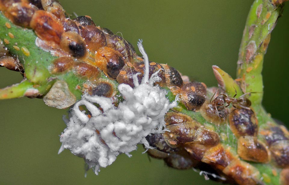 D'autres cochenilles à tégument peu résistant, comme Coccus hesperidum, sont dites proies de substitution ou de subsistance. Elles ne permettent pas à l’insecte de se reproduire 