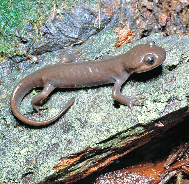 Ambystoma gracile, northwestern salamander, Ambystomatidae