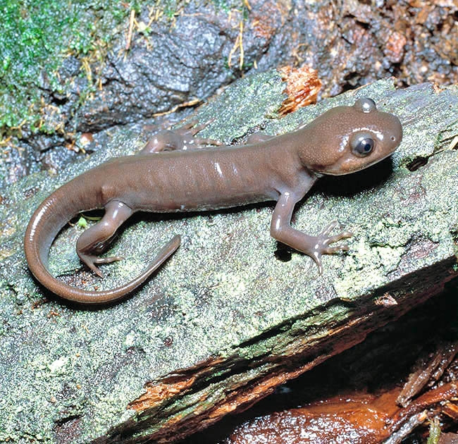 Ambystoma gracile, Ambystomatidae