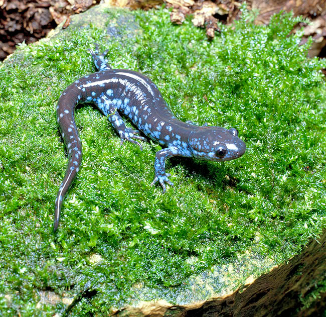 Ambystoma laterale, Ambystomatidae