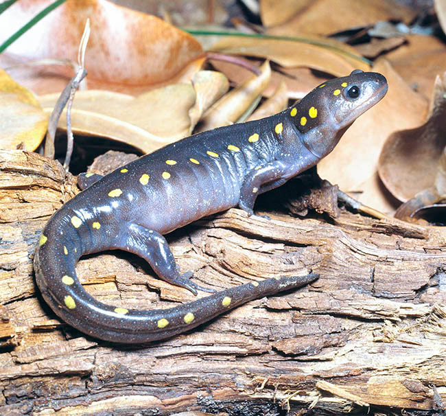 Ambystoma maculatum, Ambystomatidae, salamandra moteada