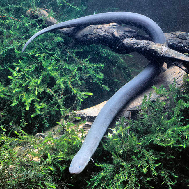 Amphiuma means, two-toed amphiuma, Amphiumidae