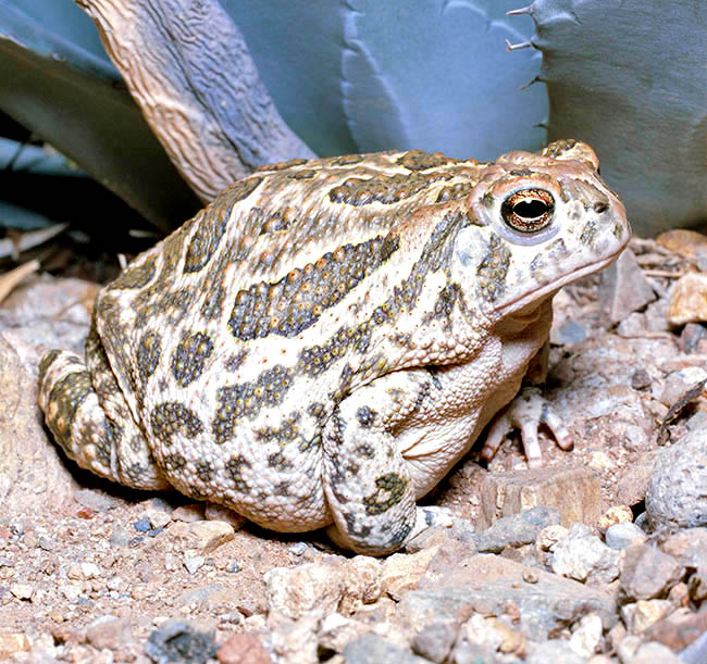Anaxyrus cognatus, Bufo cognatus, Bufonidae, Great Plains toad