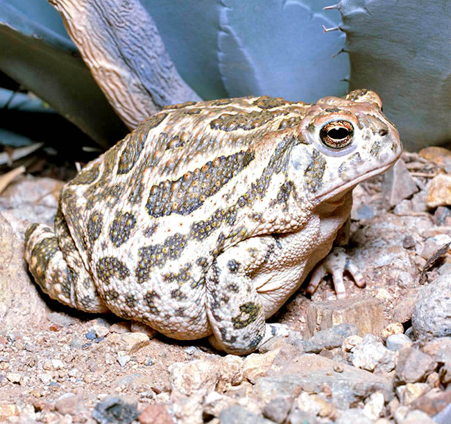 Anaxyrus cognatus, Bufo cognatus, Bufonidae, Sapo de las Grandes Planicies