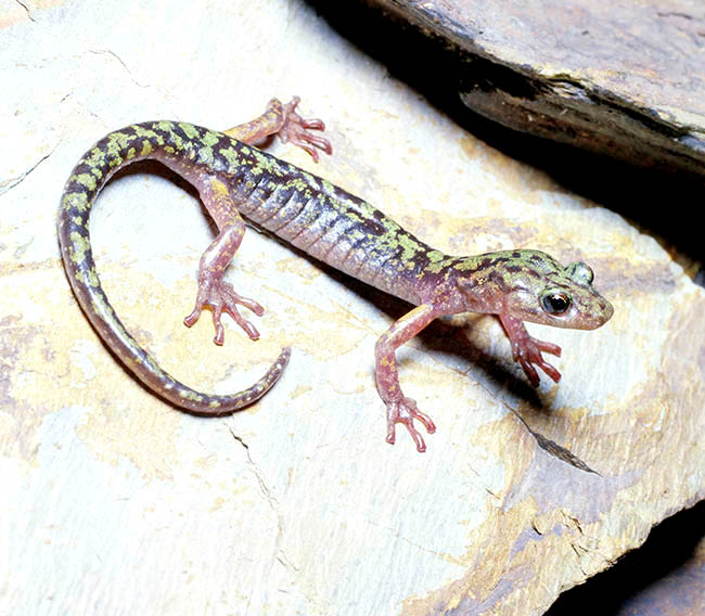 Aneides aeneus, Green salamander, Plethodontidae