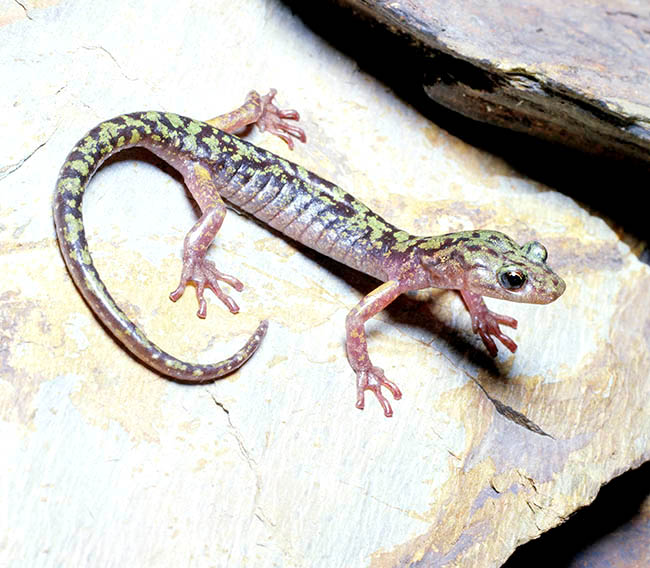 Aneides aeneus, Plethodontidae, salamandra verde