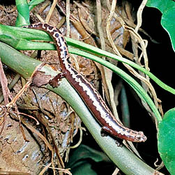Bolitoglossa mexicana Monaco Nature Encyclopedia