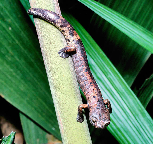 Bolitoglossa dofleini, Plethodontidae