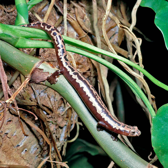 Bolitoglossa mexicana, Plethodontidae